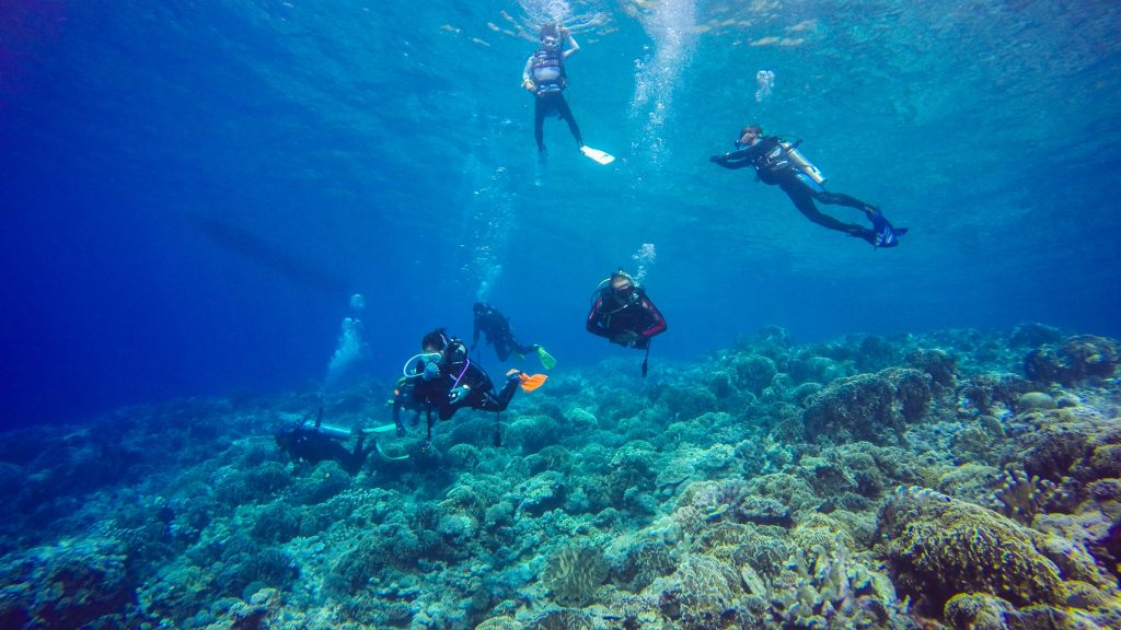 Diving The Nutmeg Tree